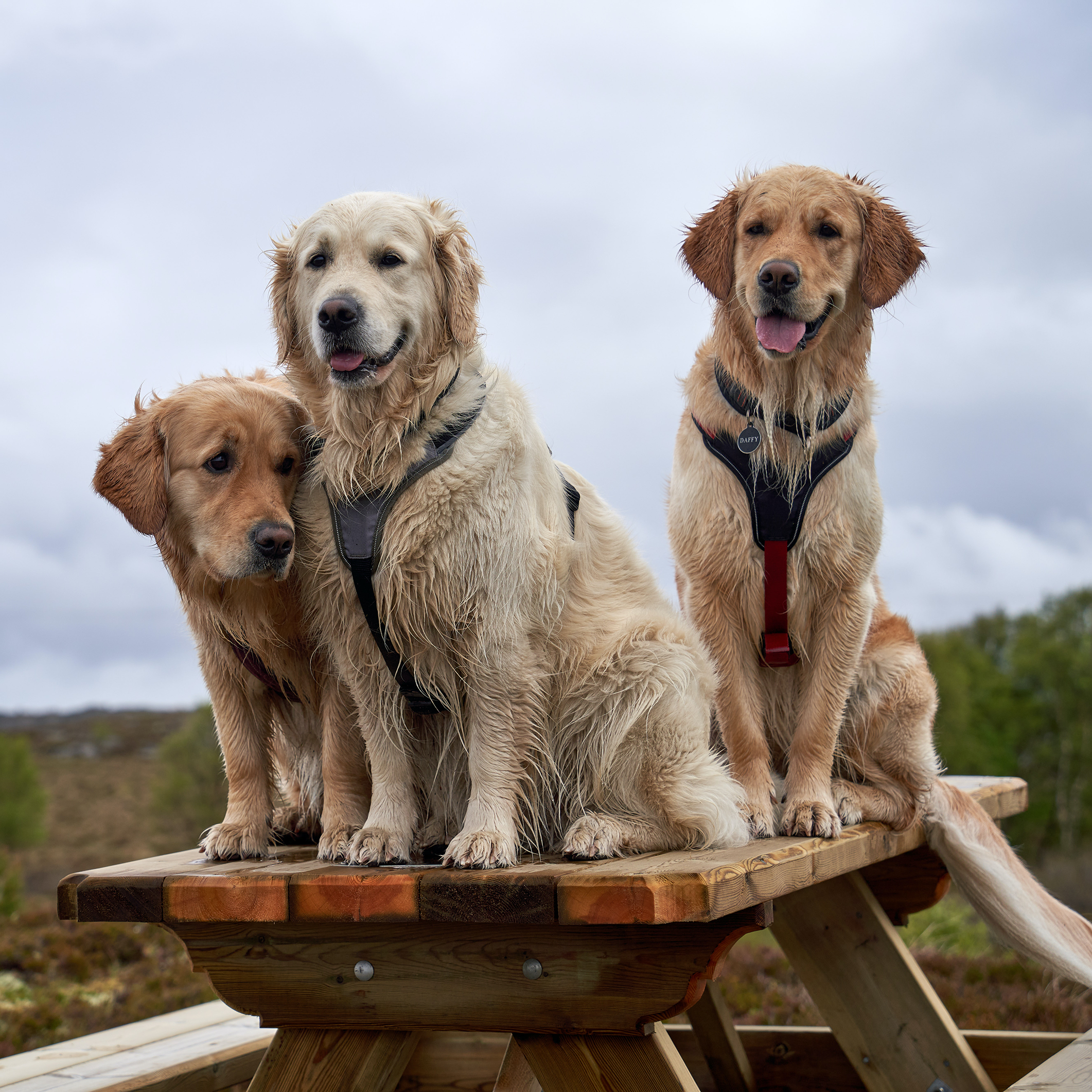 Three wet Golden retrievers sitting on a picnic table