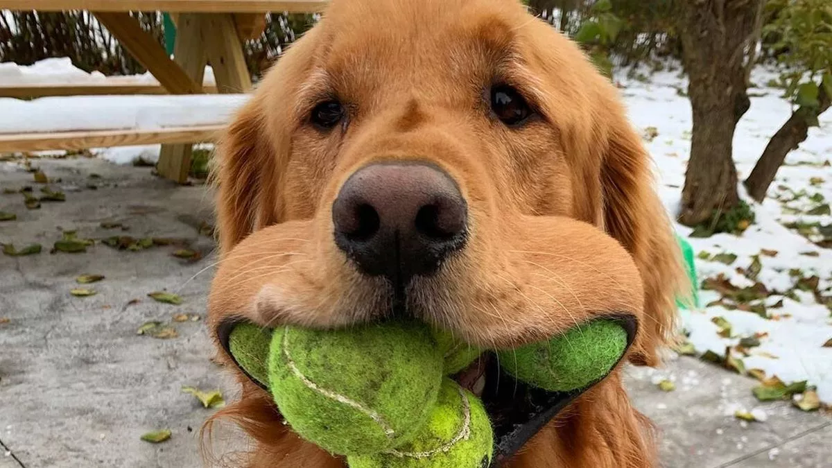 Golden Retriever with several tennis balls in his mouth