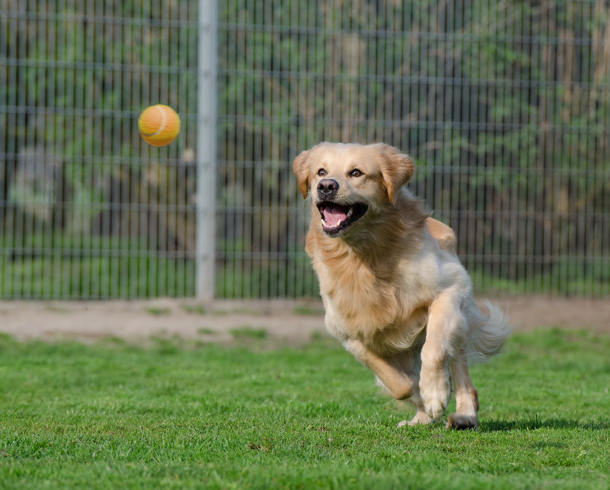 Golden Retriever chasing a tennis ball