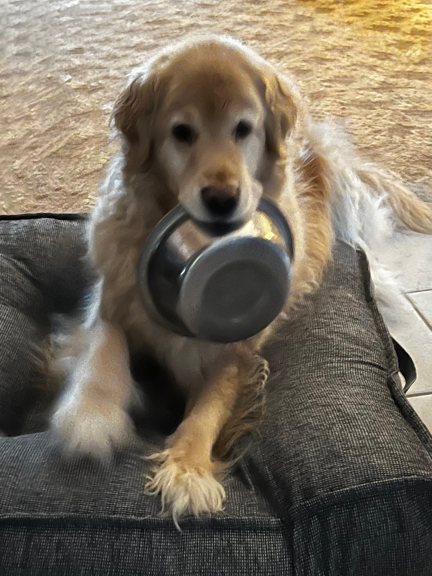 Golden Retriever holding his food bowl in his mouth
